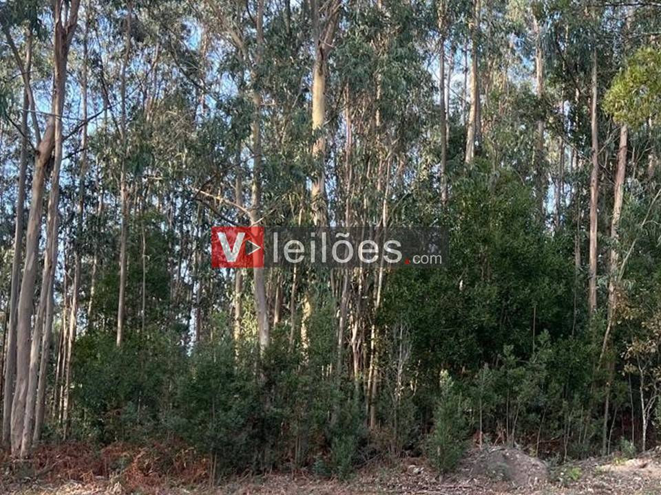 Lote 44