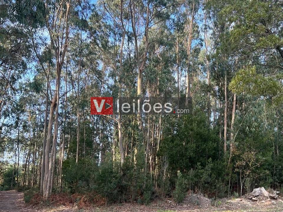 Lote 45