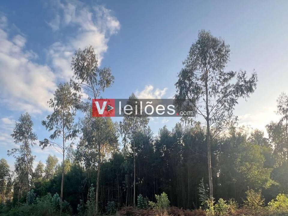 Lote 35