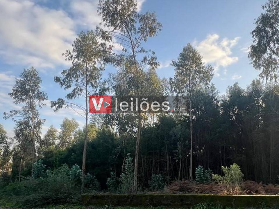 Lote 37