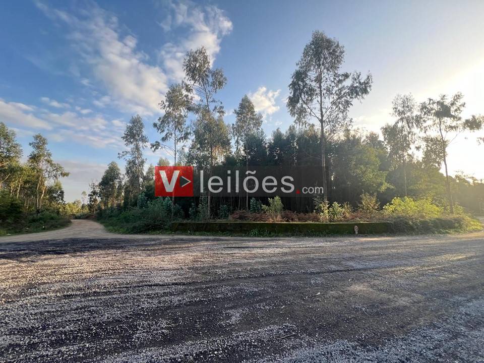 Lote 38