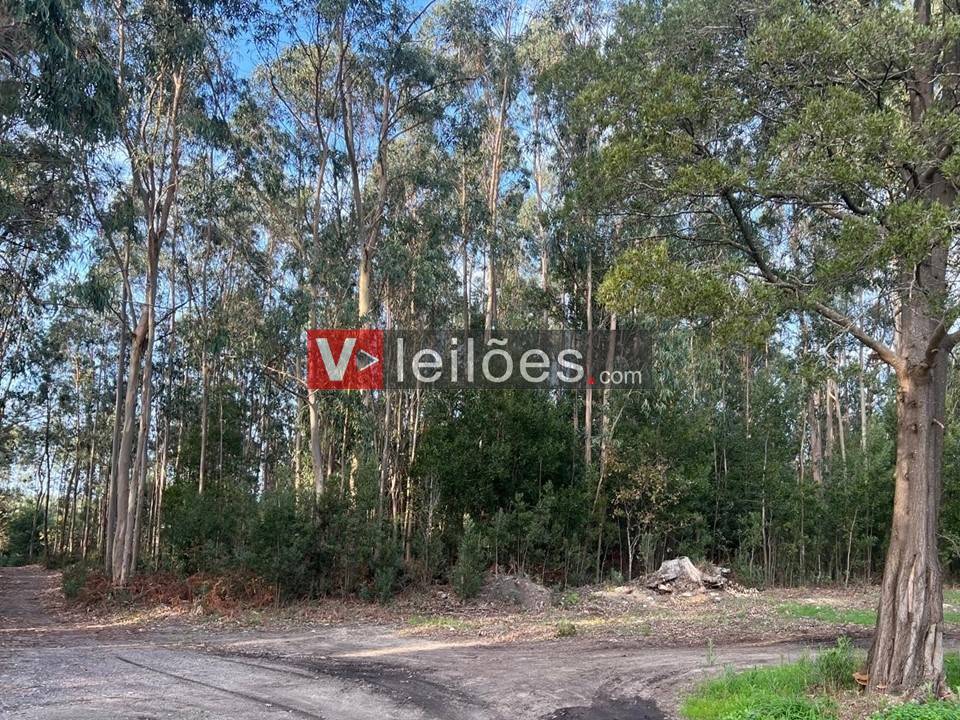 Lote 41