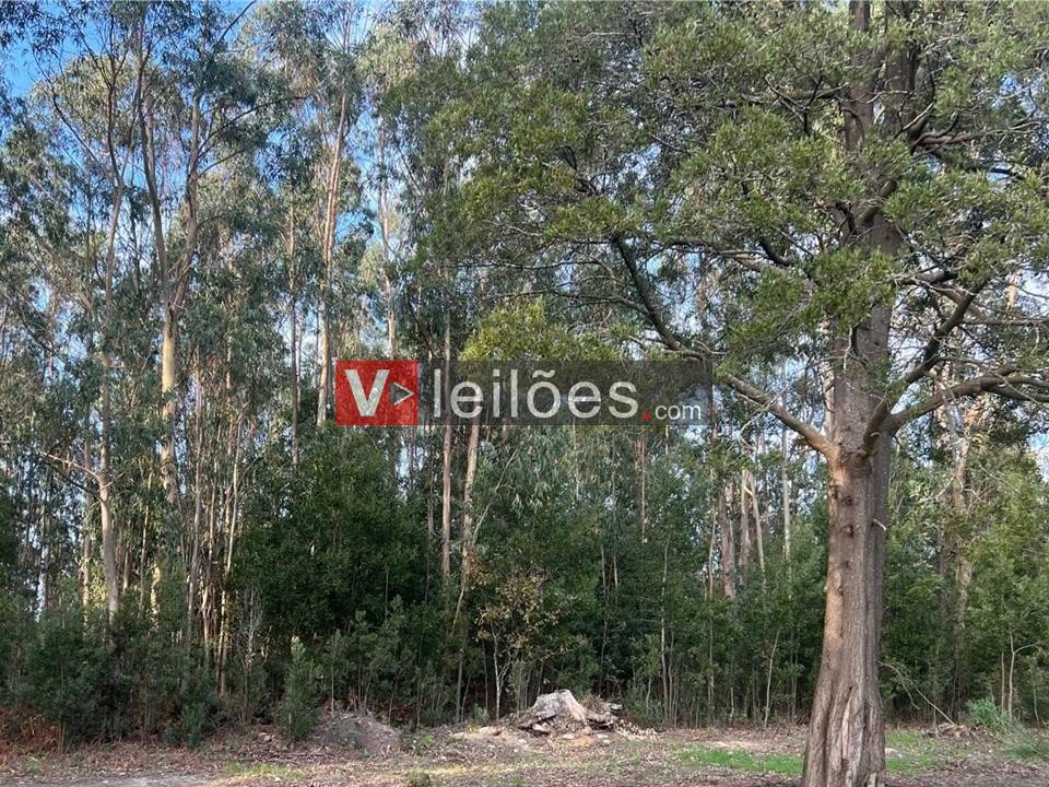 Lote 43