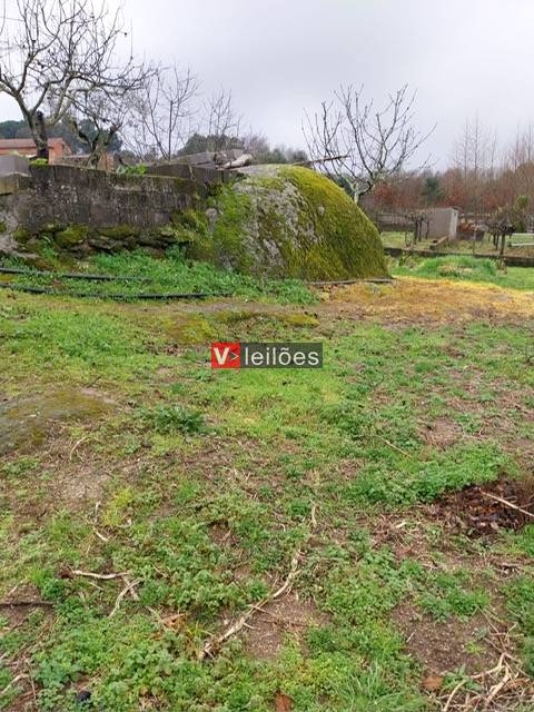 Lote 1