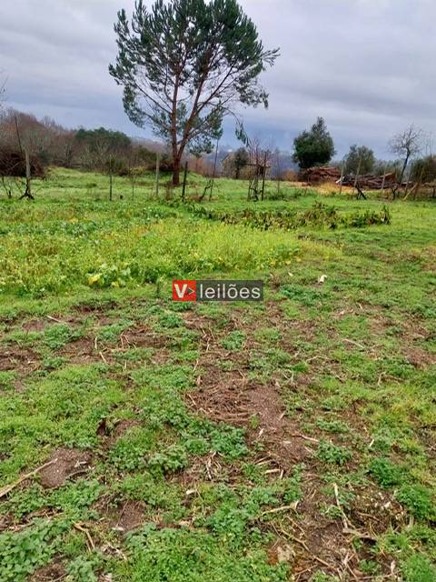 Lote 2